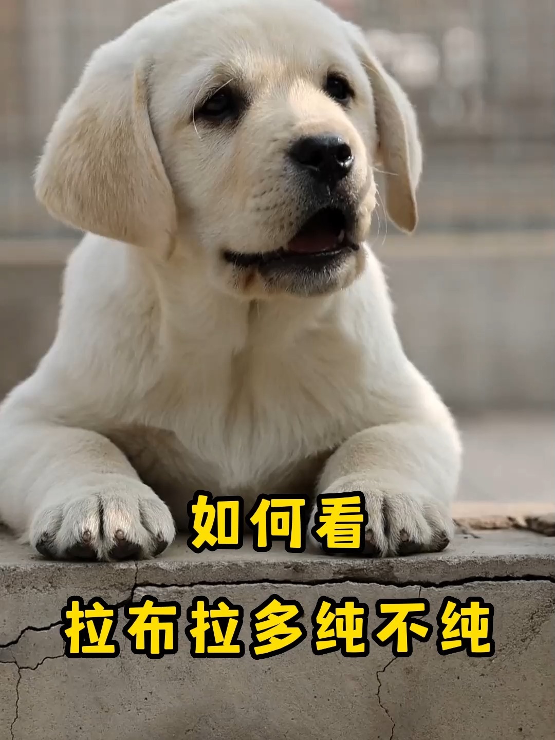 4招教你辨别拉布拉多真伪别买错了