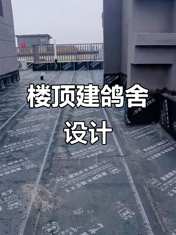 楼顶养鸽新规划,邻居家的鸽子也能串棚!