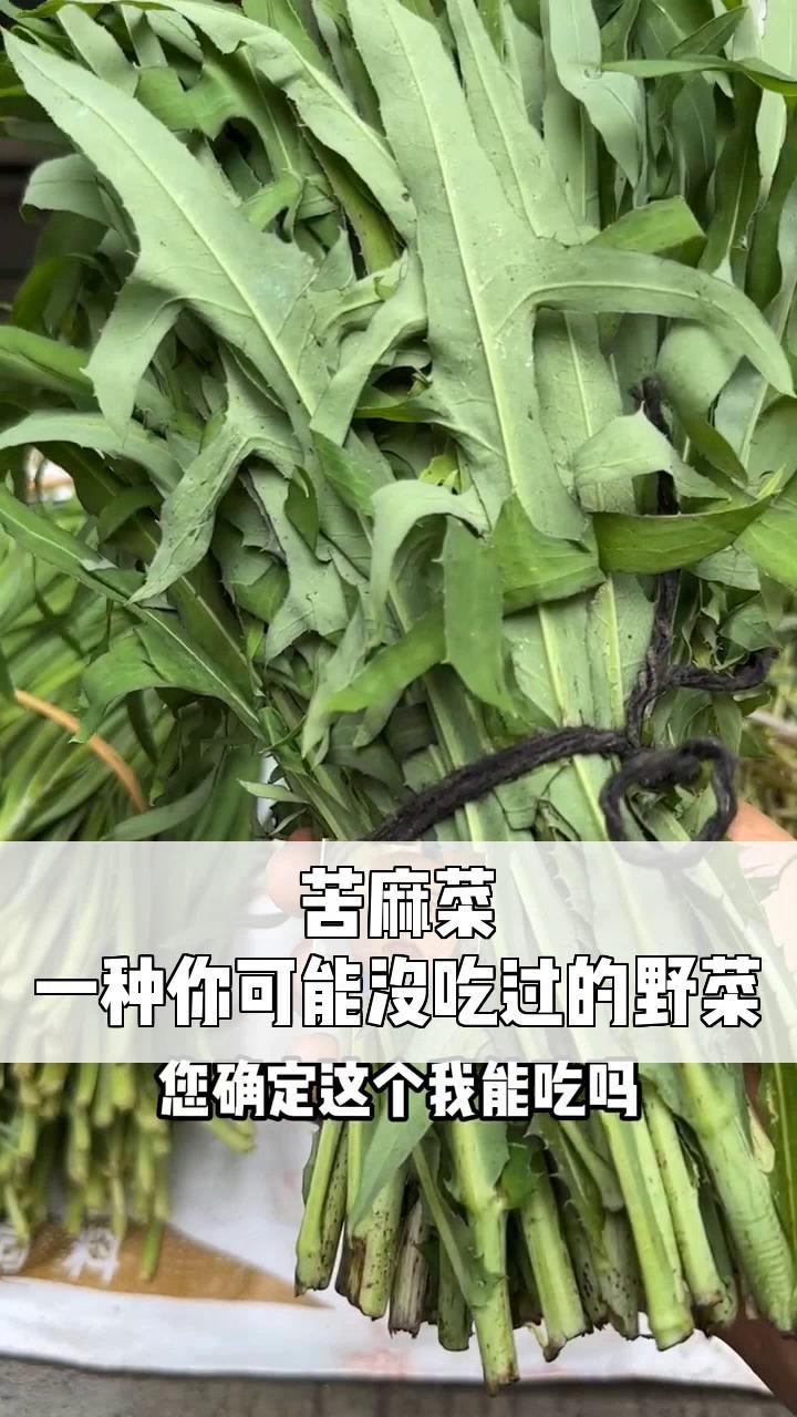 野苦麻菜的图片 吃法图片