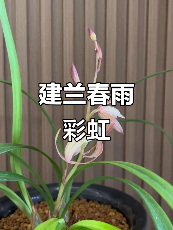 建兰春雨彩虹,香气扑鼻,美得让人心醉