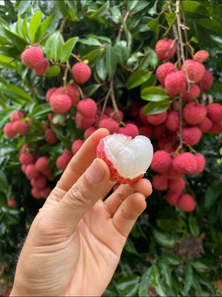 优质品种中国红荔枝 情人荔