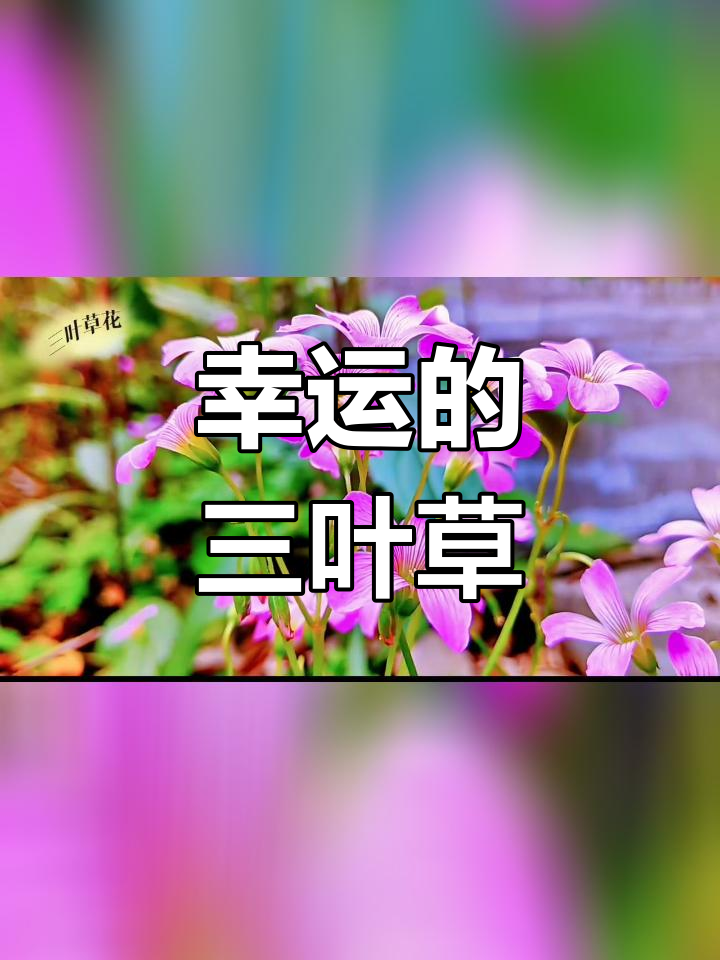 三叶草的花语寓意图片