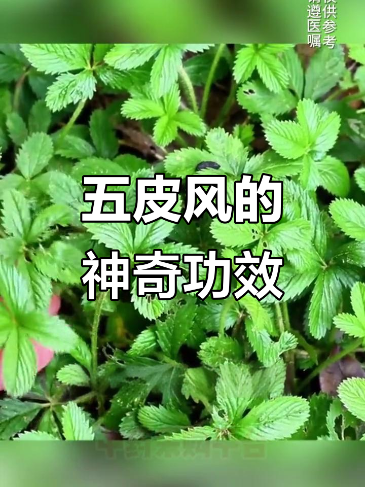 五皮风:民间常用草药,你见过吗?