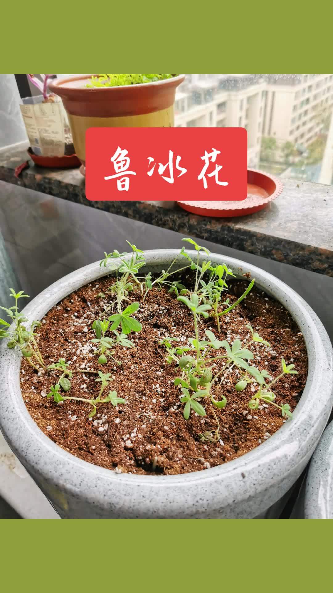 鲁冰花 阳台种植 我的阳台小花园 植物生长过程 种植的乐趣-度小视