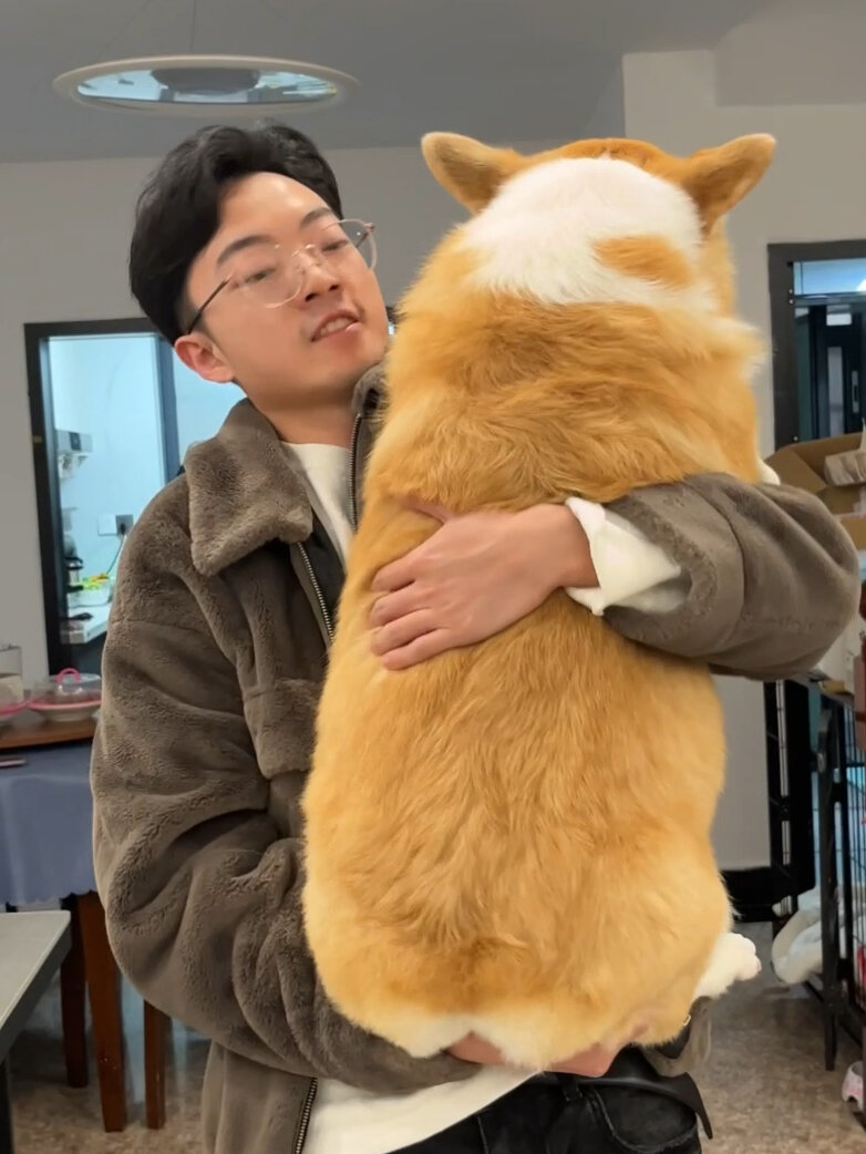 在外婆家3个月变成486斤巨型柯基合理吗