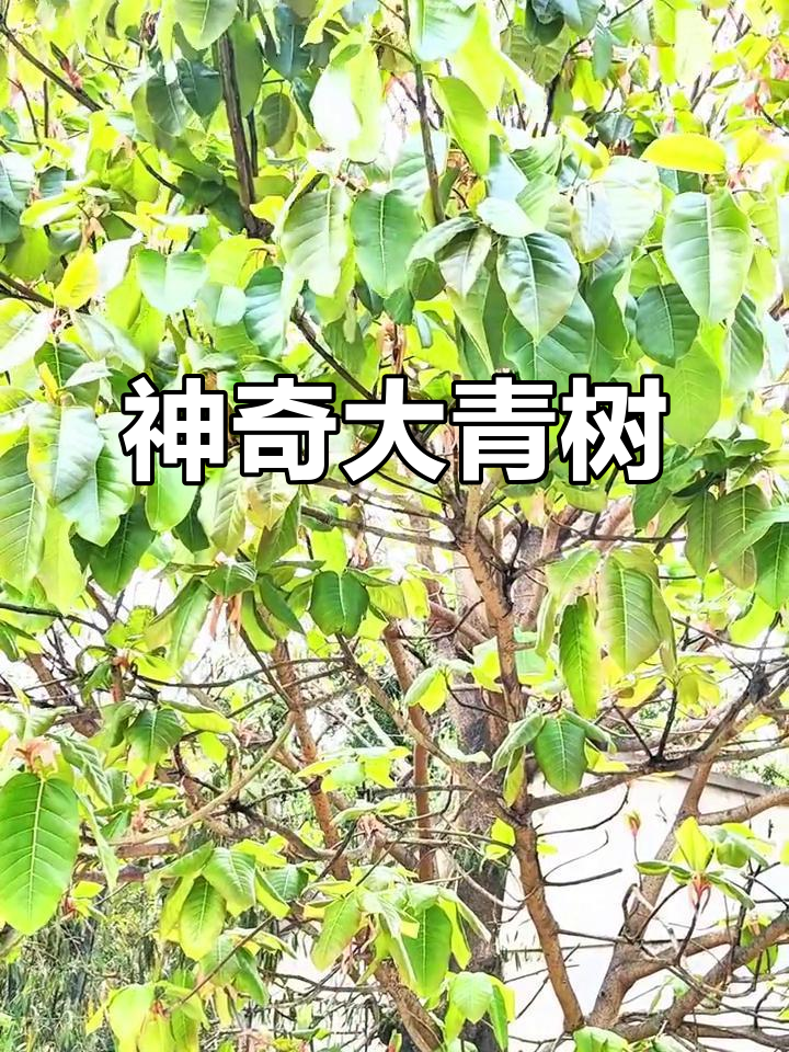 3月大青树红叶转绿,云南民族视其为神圣吉祥之木