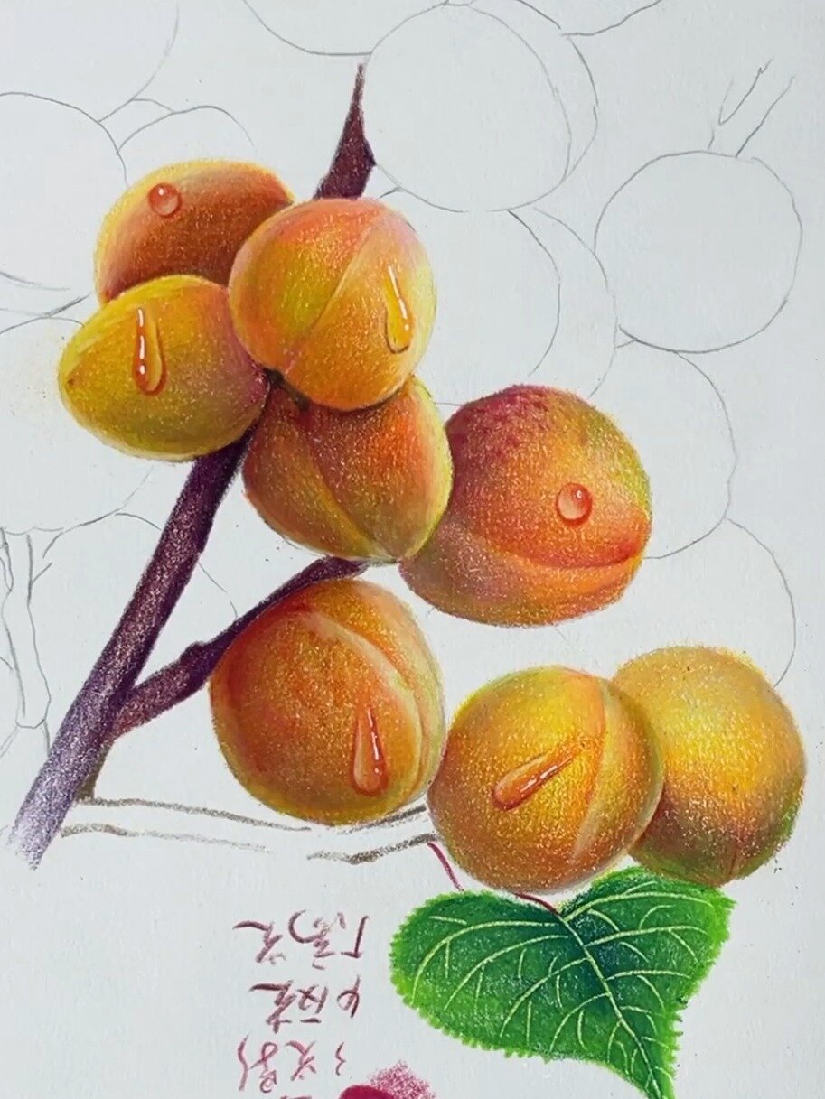 彩铅画|简单又详细的杏子教学