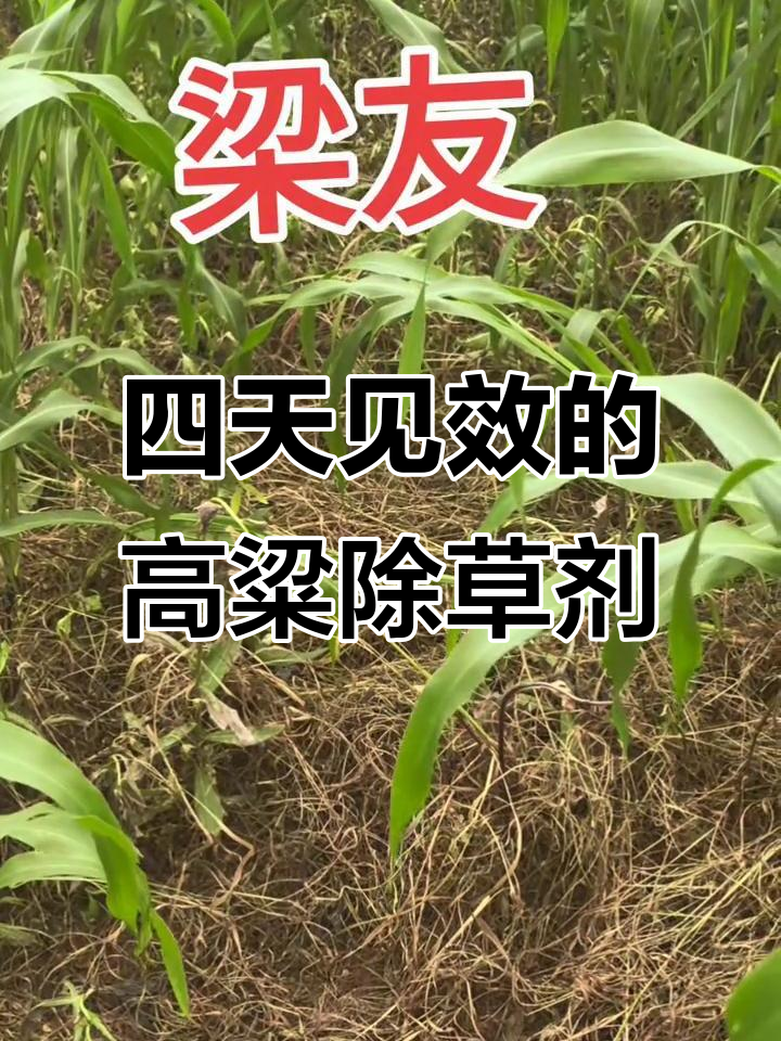 高粱除草剂效果实测,四天见效根部腐烂