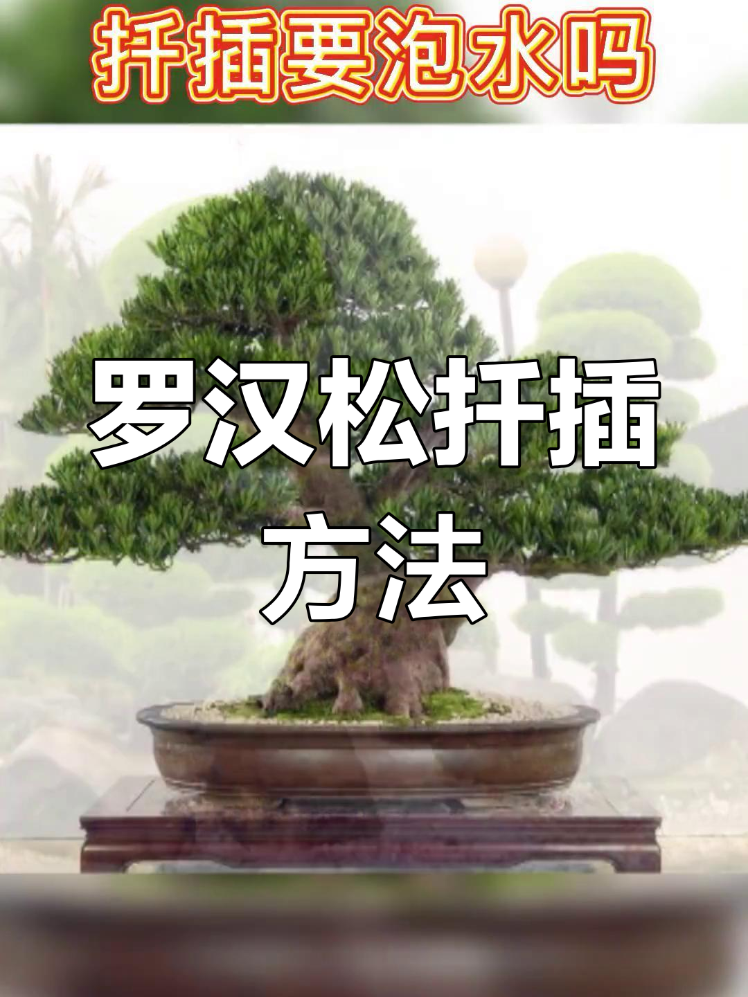 罗汉松扦插技巧:如何提高生根率