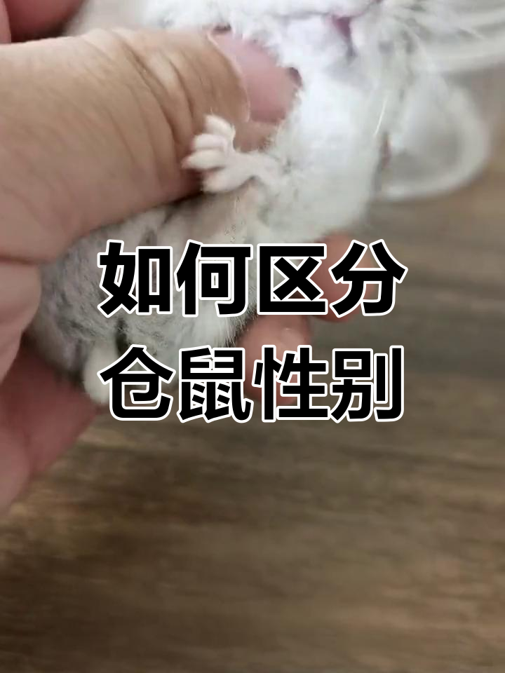 轻松分辨仓鼠公母,一看就会