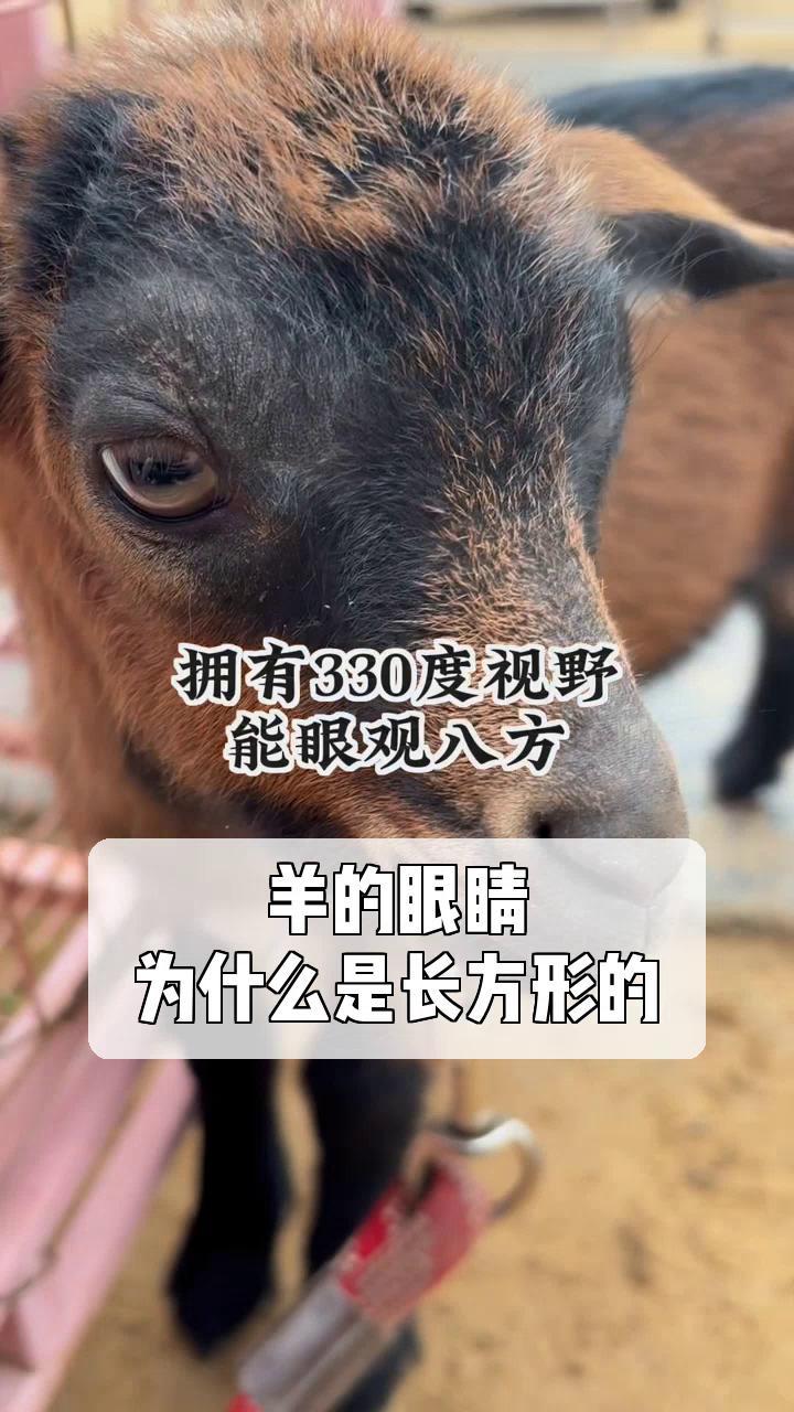 羊的眼睛,为什么是长方形的?