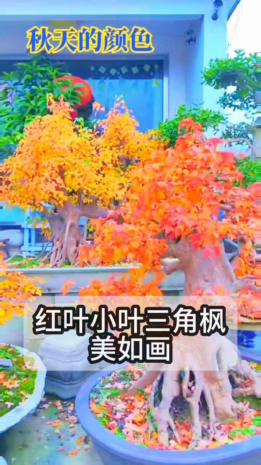 红叶小叶三角枫,美如画!