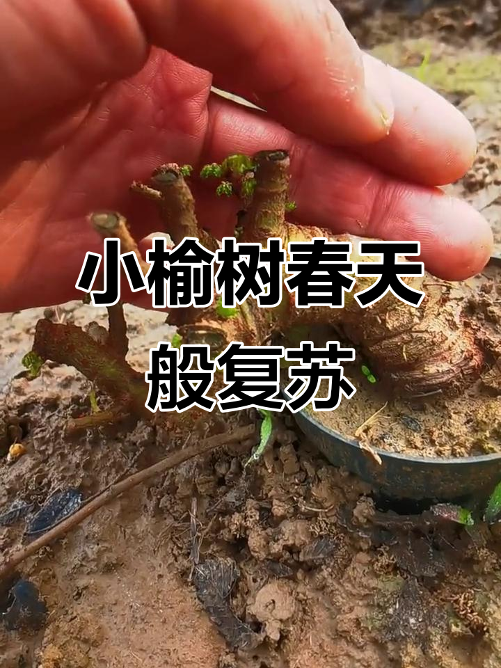 十一月温暖如春,小榆树竟发芽了!