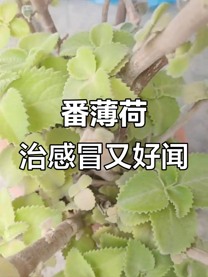 番薄荷:感冒头痛必备,种一棵就能收获香气与健康