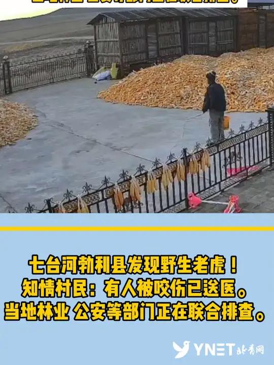 社旗县晋庄镇老虎图片