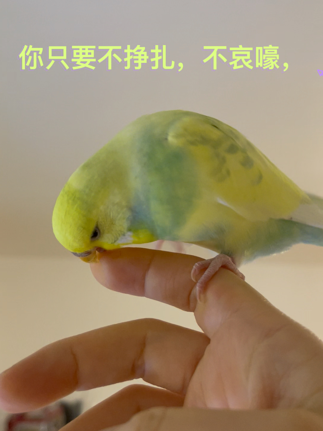 如何让虎皮鹦鹉不咬人以身试法呃