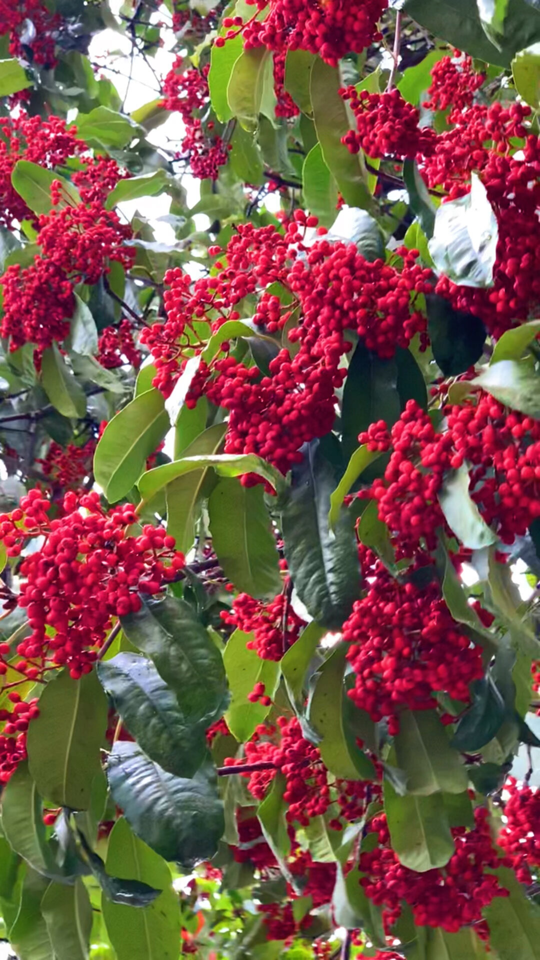 不知什么树?结满红果果