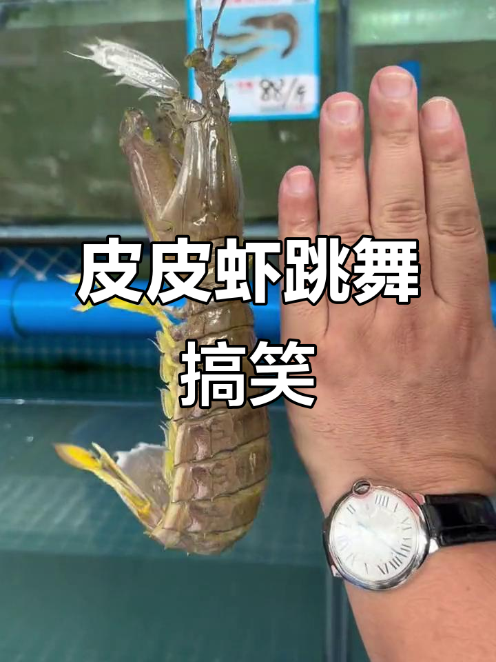 这只皮皮虾跳舞太搞笑了,简直笑翻了