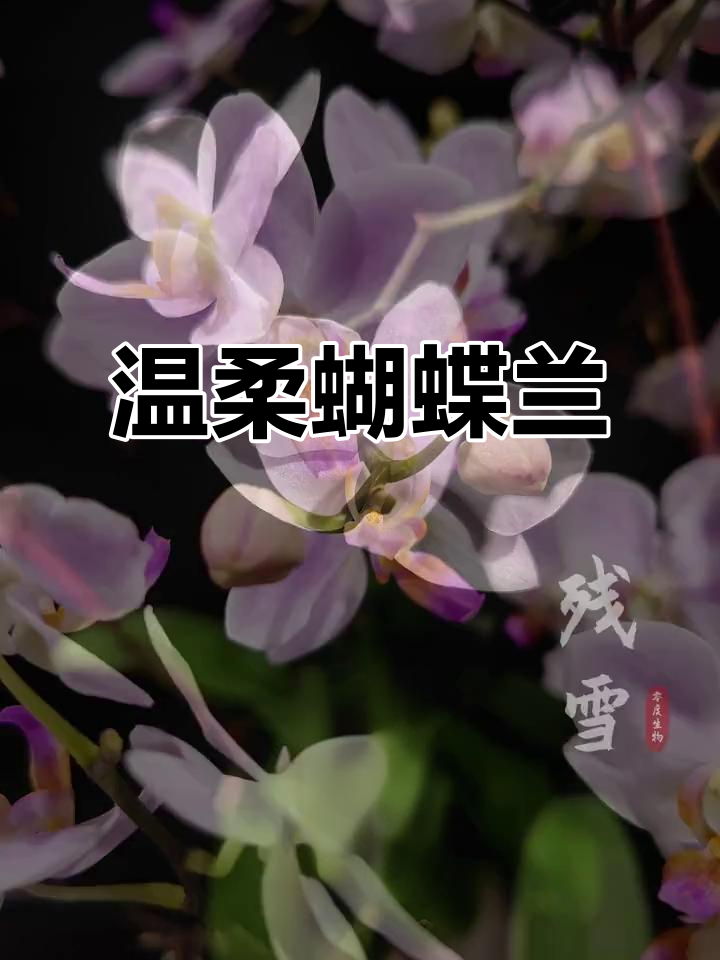 残雪蝴蝶兰,灵动之美献给你
