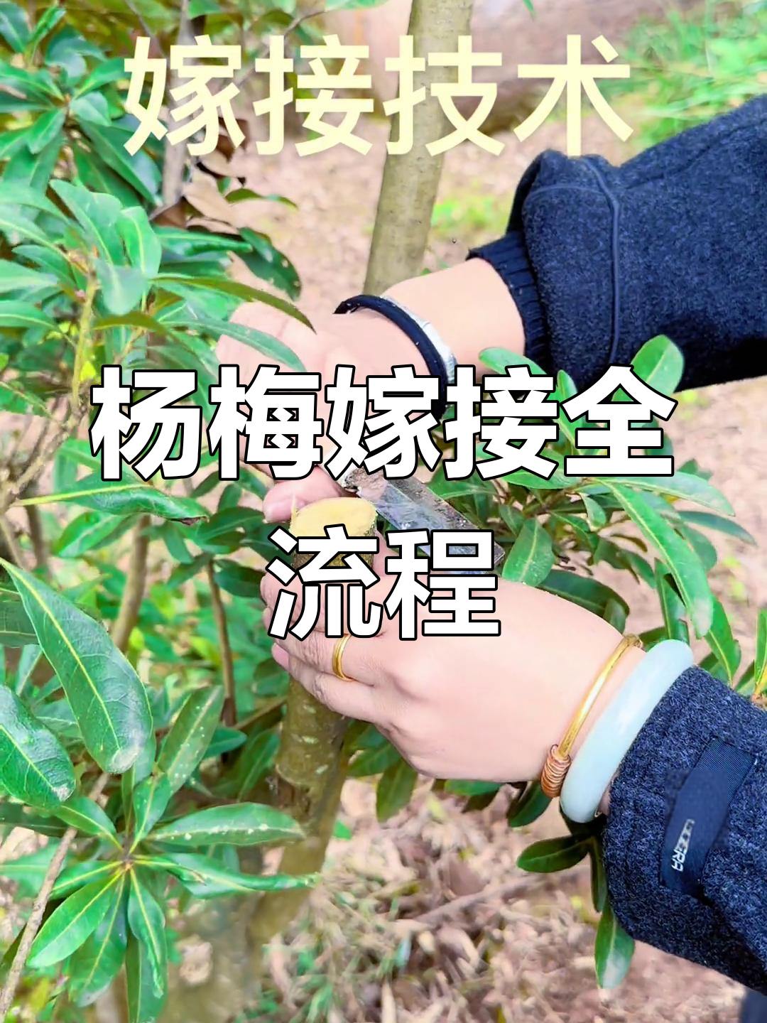 杨梅嫁接技巧大揭秘,步骤详解轻松学会