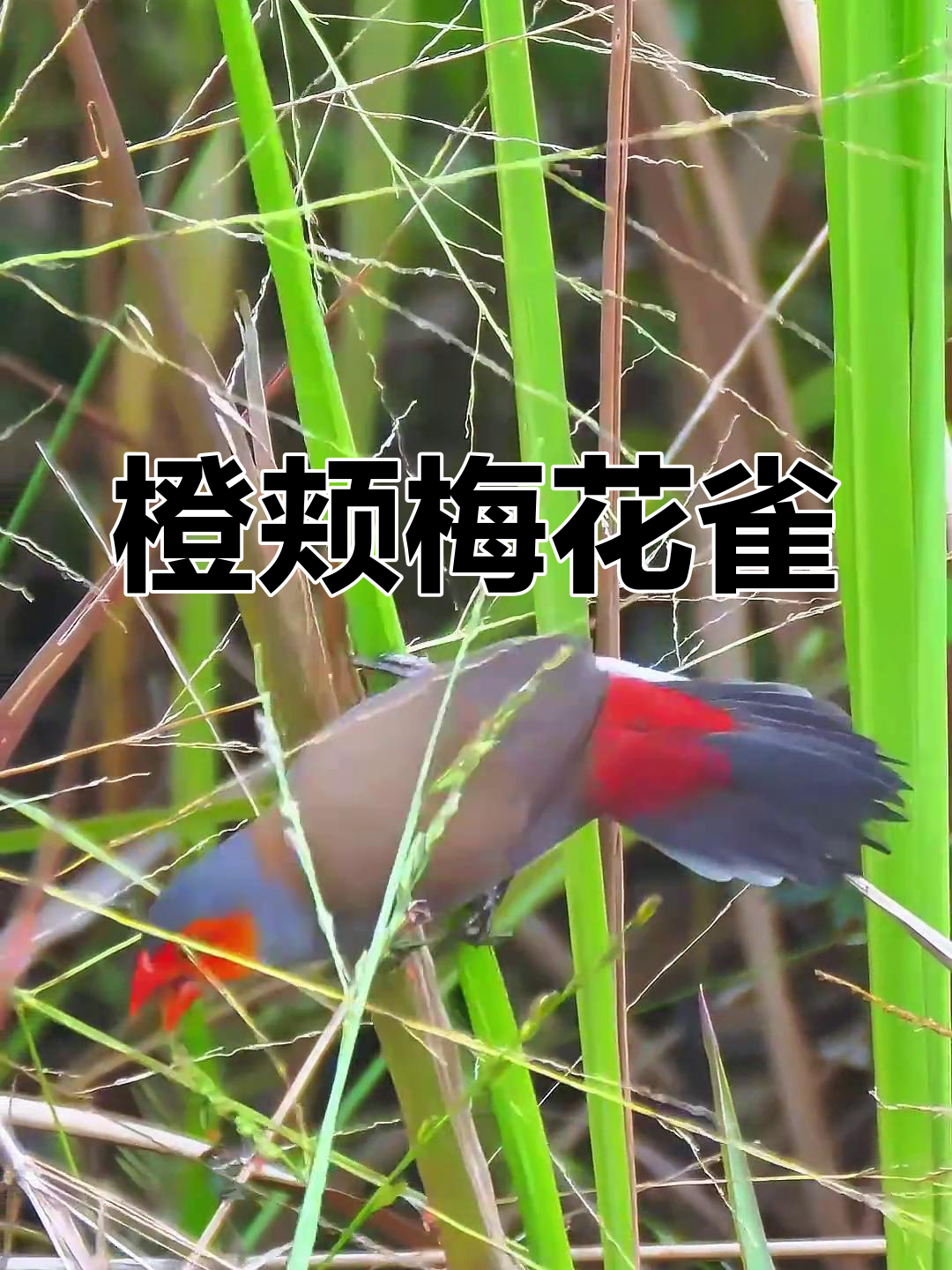 橙颊梅花雀,美丽迷人,原产澳洲,现成常见观赏鸟