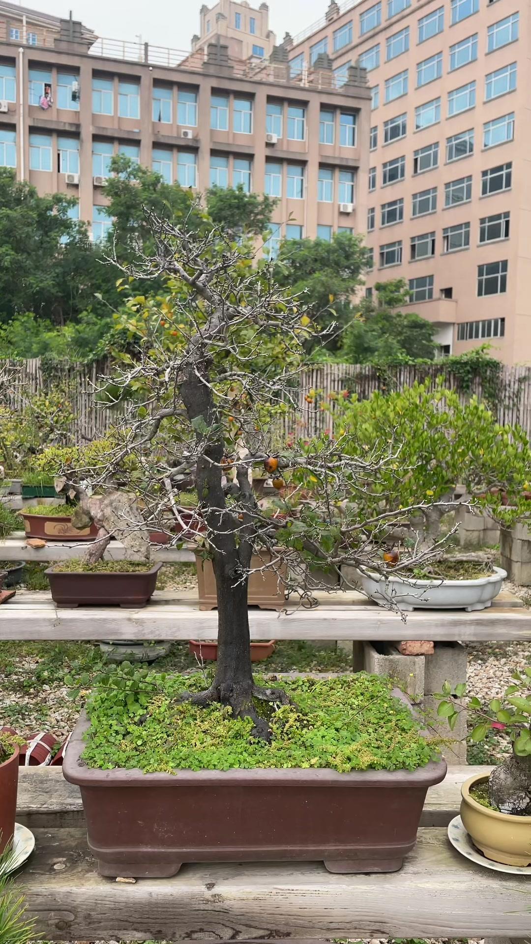 老鴉柿盆景 盆景藝術 園藝生活 一花一草一世界 老鴉柿 養花人的樂趣