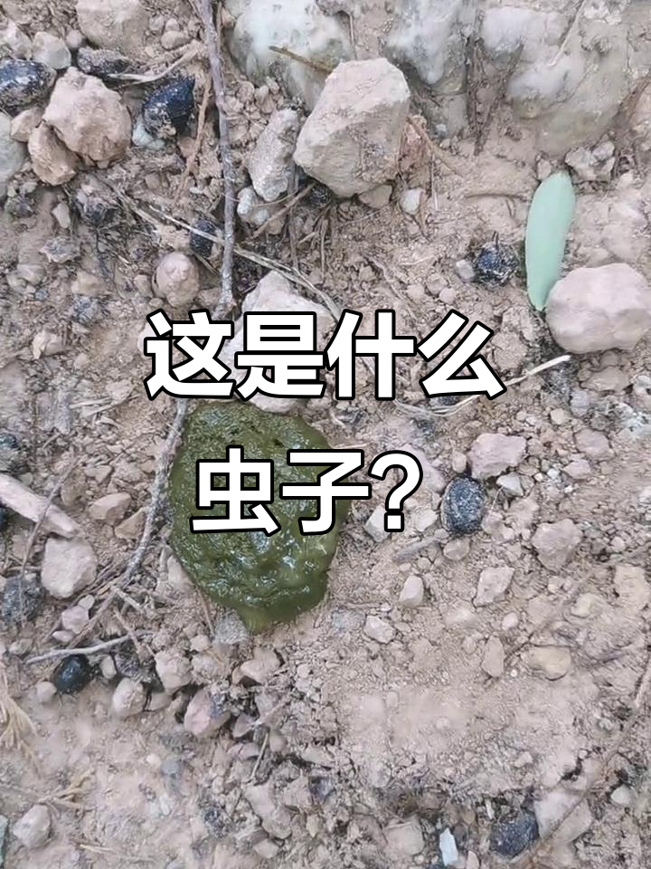 羊子身上发现不明小虫,师傅们帮忙看看是什么