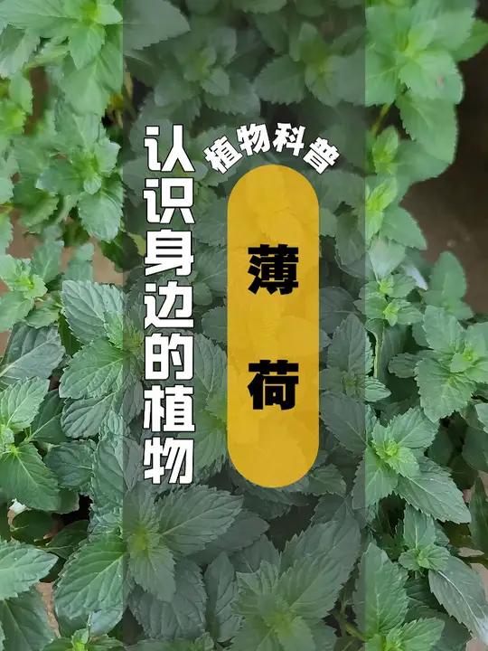 又名南薄荷,土薄荷,是唇形科薄荷属的一种多年生草本植物.