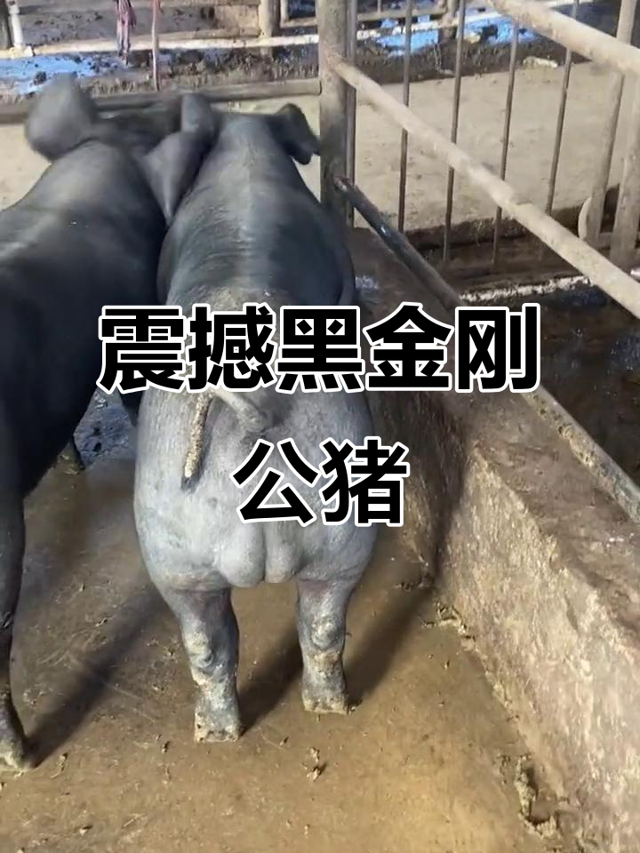 黑金刚种公猪,霸气十足等你来挑战