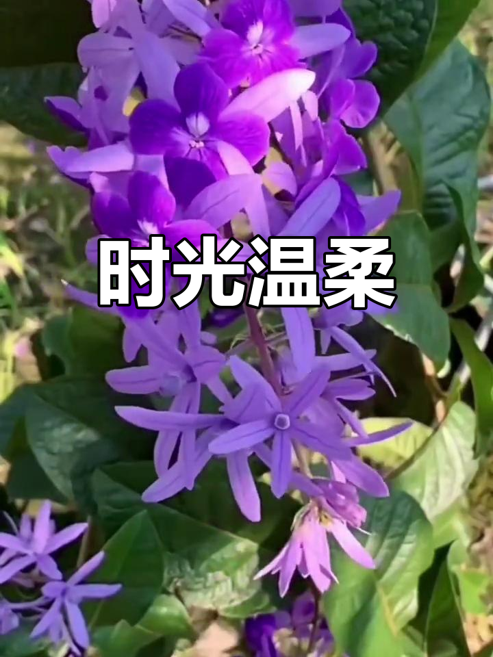 四月微风拂面,阳光温暖,岁月静好,珍惜每一刻