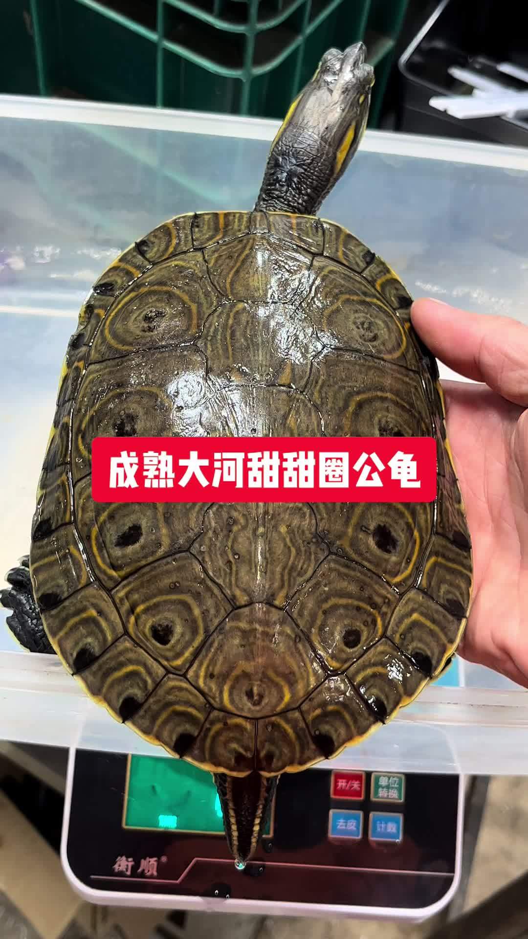 大河甜甜圈龟公龟 五彩乌龟 交配期哦.赶紧拿条粗鞭公回去