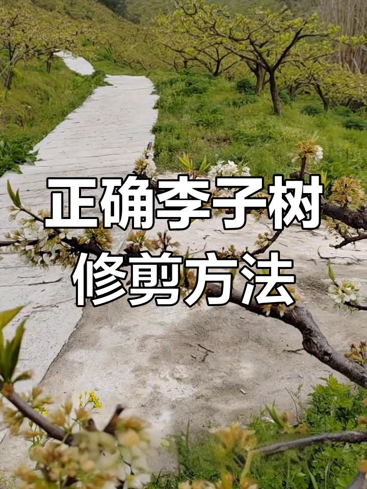 李子树修剪技巧与果园管理全攻略