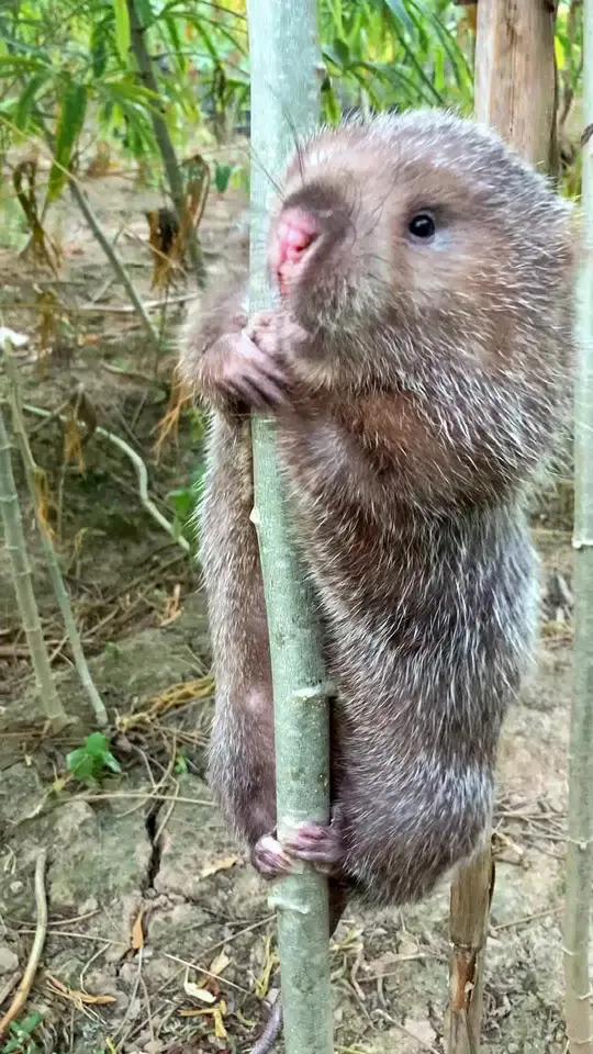 钢管表演开始了 我的农场生活 三农 竹鼠养殖