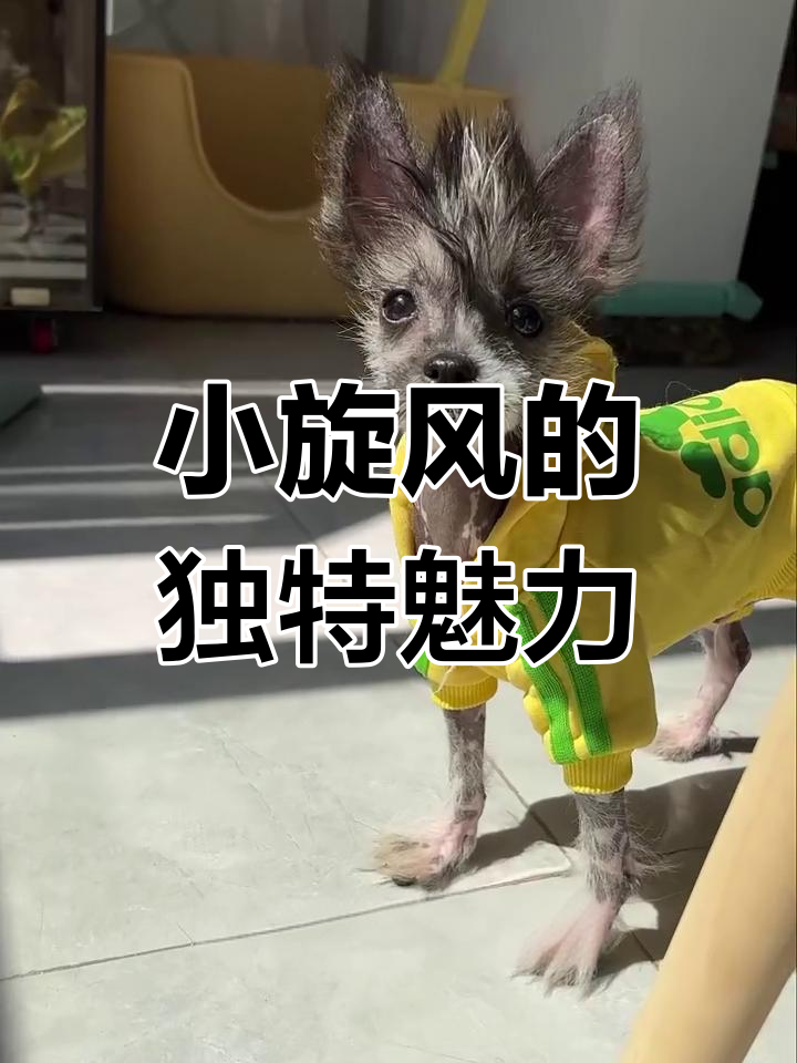 这只狗子真是个小旋风,新疆地位不容忽视