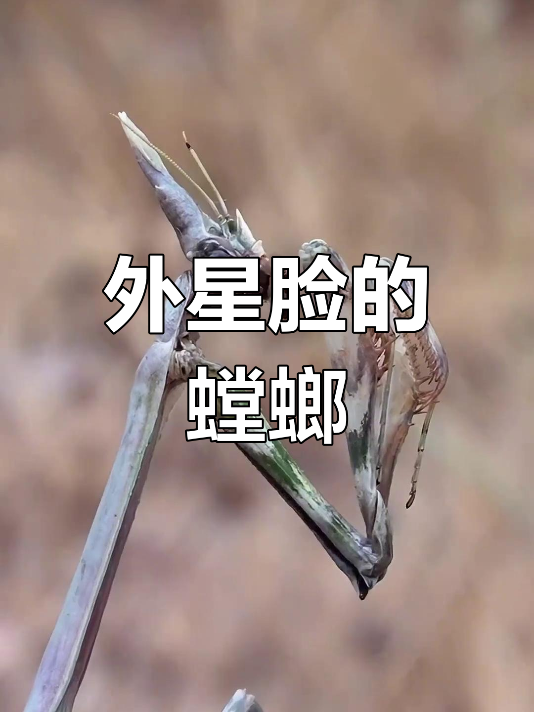 螳螂:外星猎手般的神秘昆虫,竟然长着一张"外星脸"!