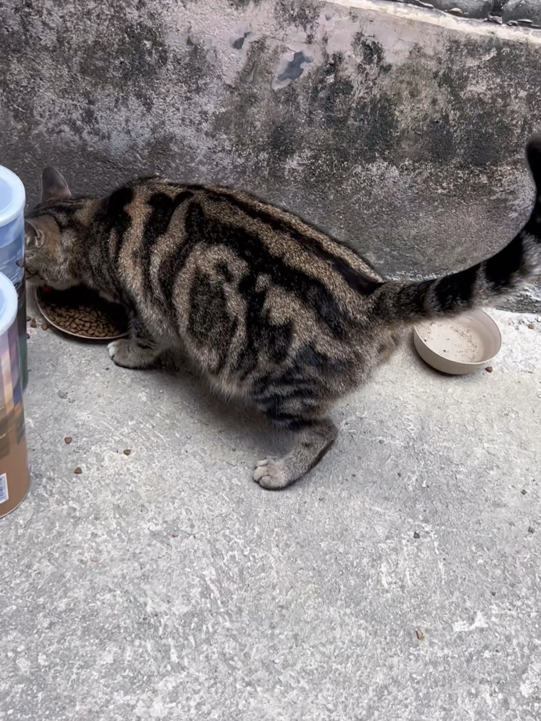 有人想要收养这只古典纹狸花猫吗?