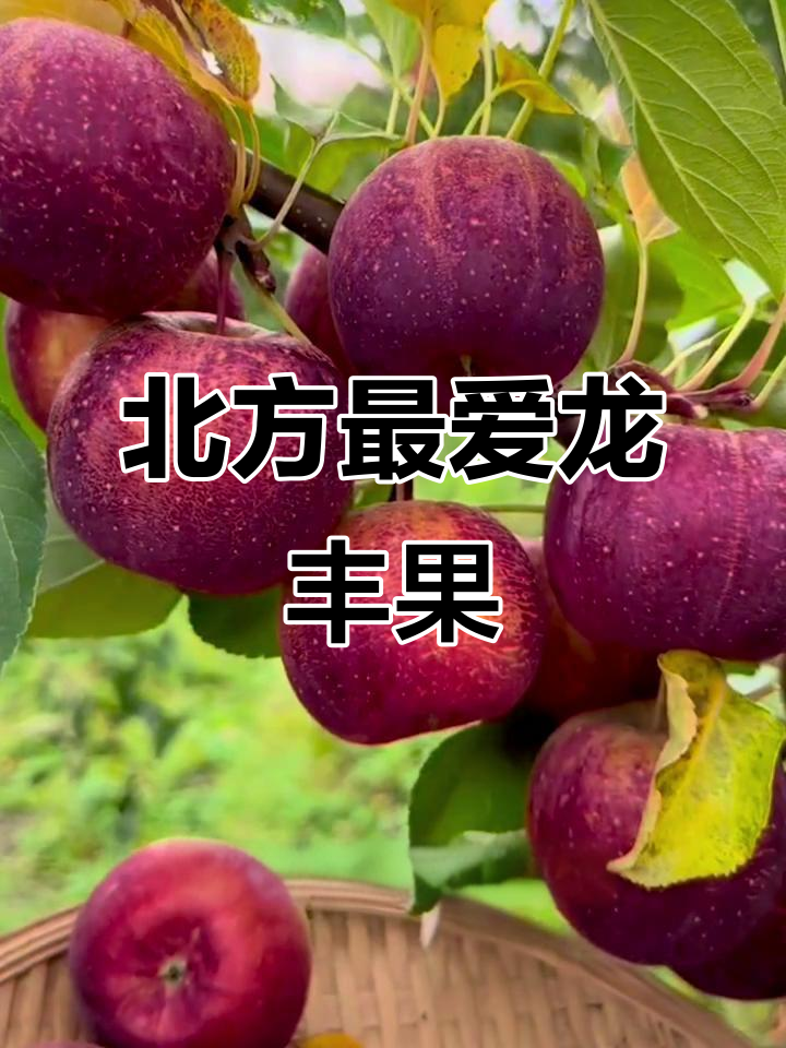龙凤果:北方最爱的苹果品种,耐寒抗高温,山坡小院都能种