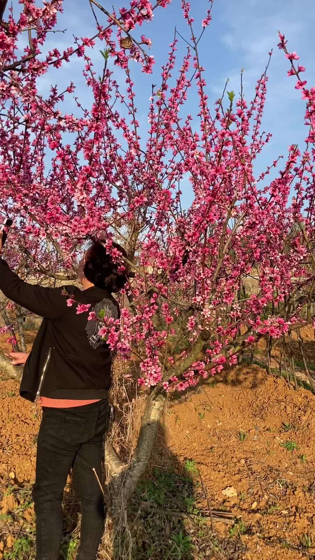 在那桃花盛开的地方,那就是董家营合丰桃园!最美三月桃花开