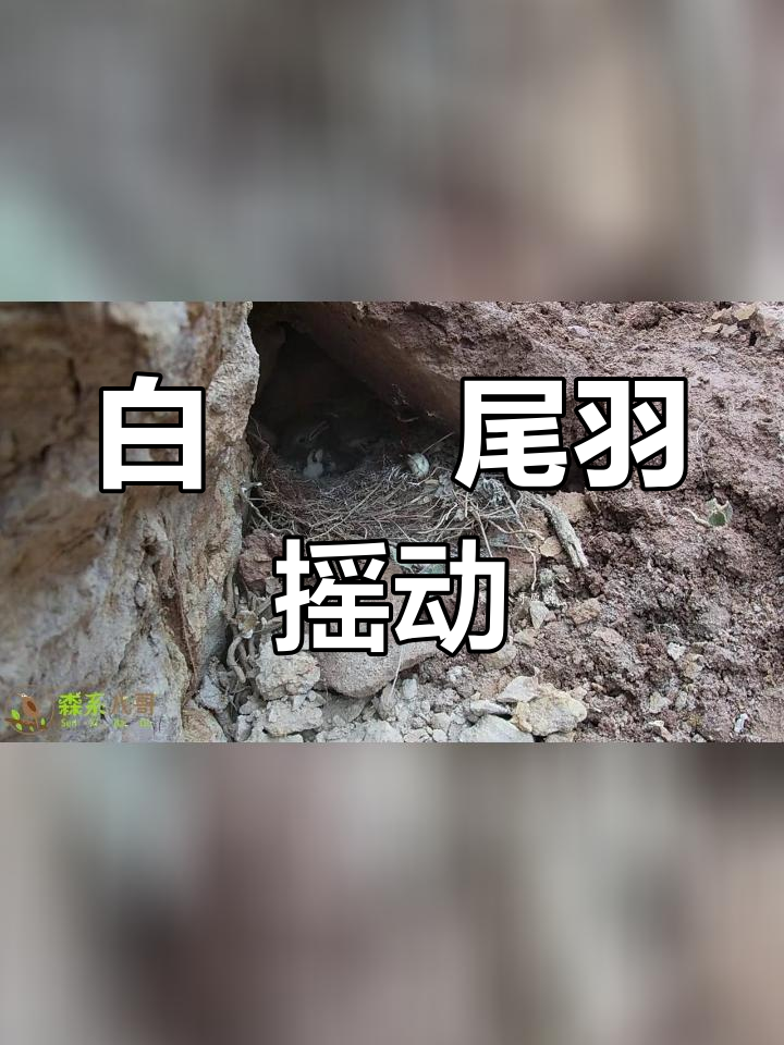 白鹡鸰幼鸟图片