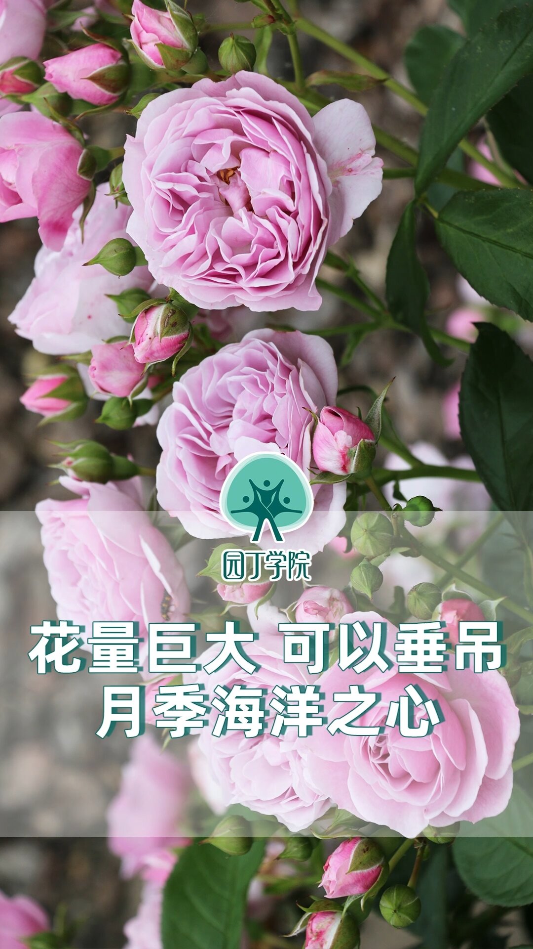 月季|很爱一些能变换造型的月季海洋之心
