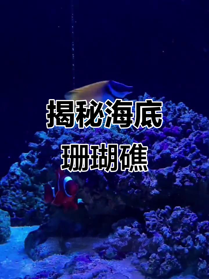 珊瑚礁的形成:从微小生物到壮观生态系统的演变