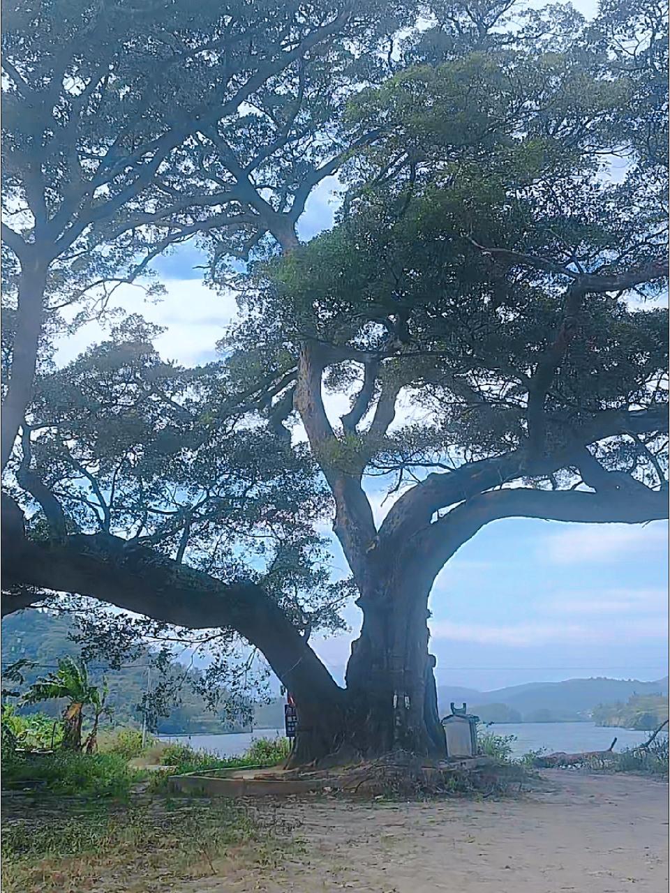 青山大树图片大全图片