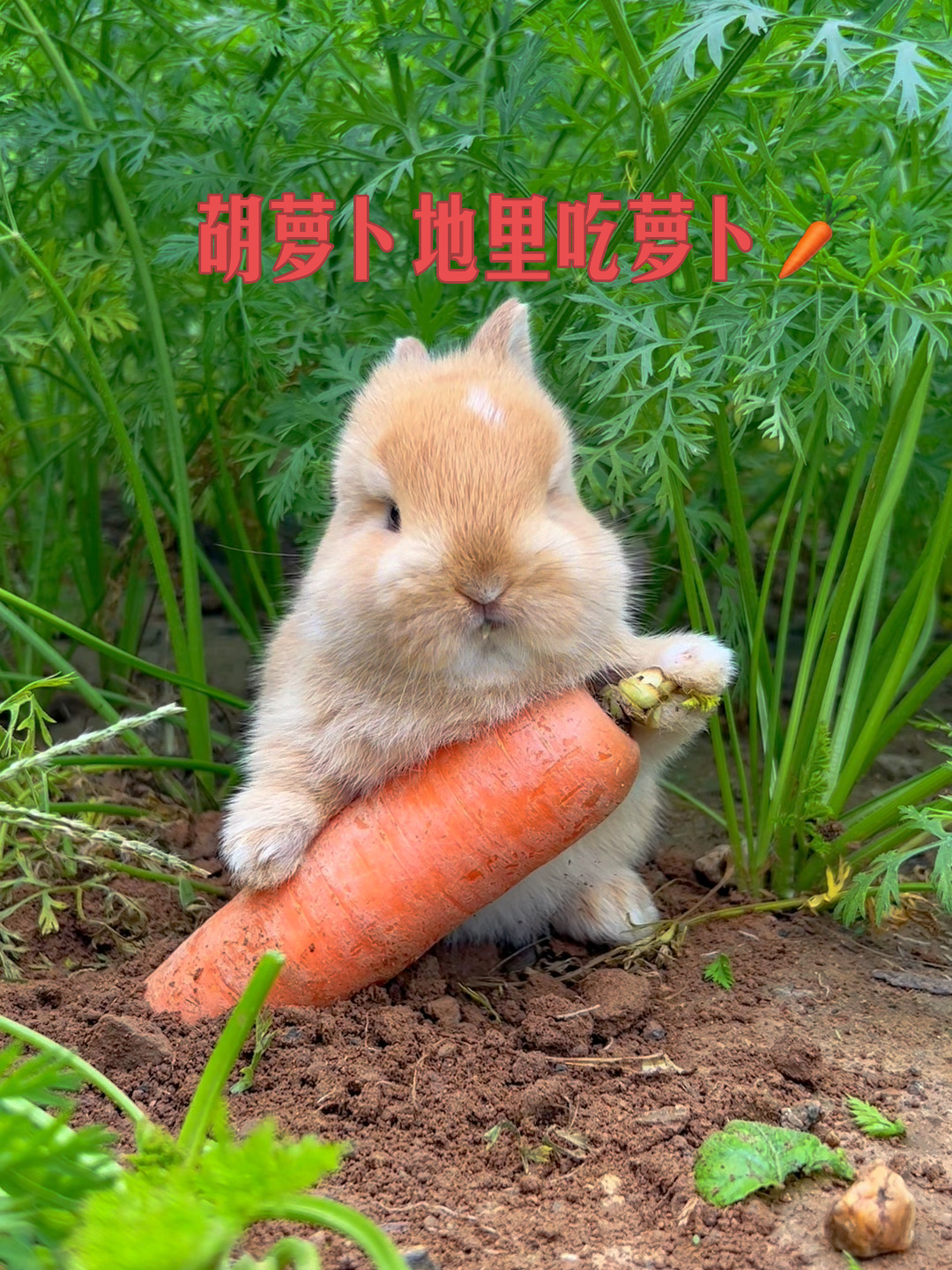 兔子在胡萝卜地里吃萝卜09-度小视