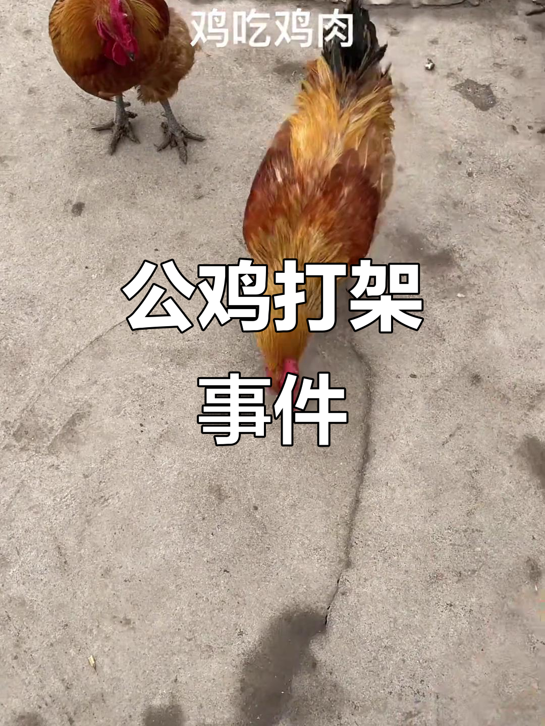 鸡为什么打架不吃东西百科在线