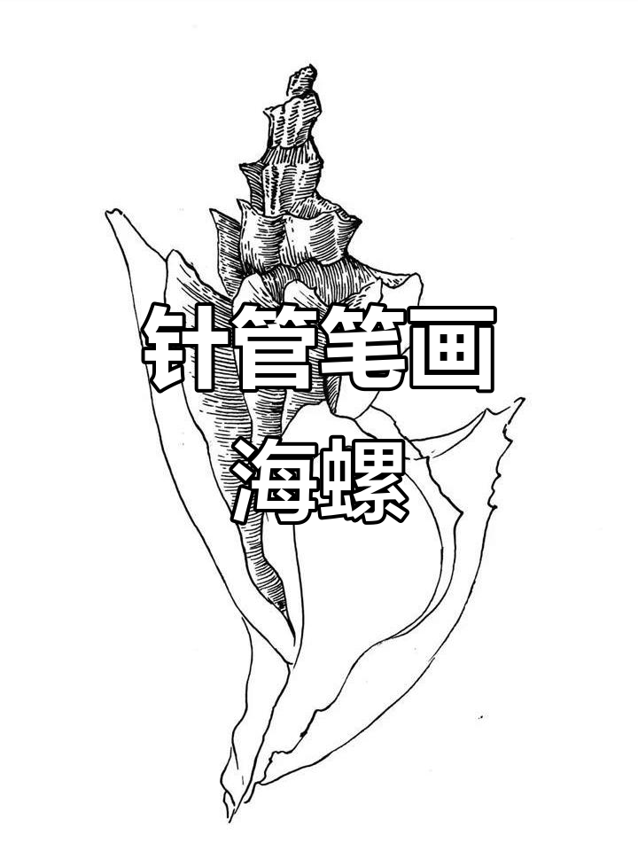 用针管笔细致描绘海螺,挑战第284天打卡成功