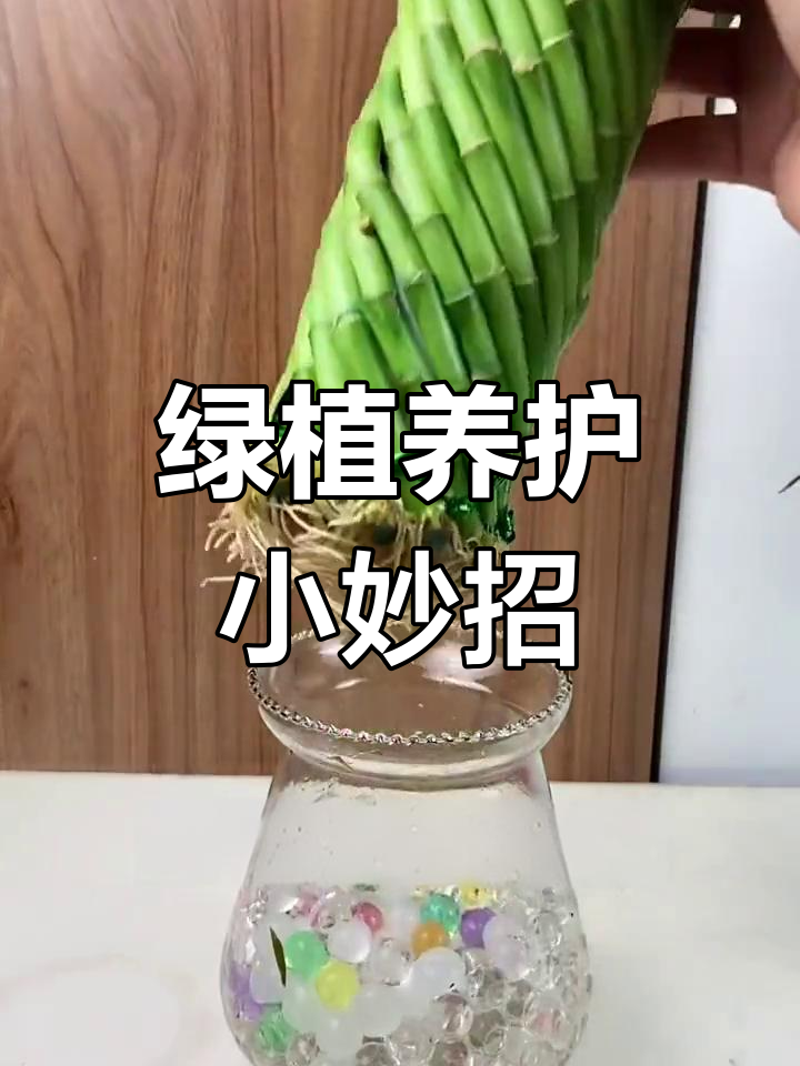 富贵竹加维c,轻松长根!阿司匹林,生姜,隔夜茶水浇花小技巧
