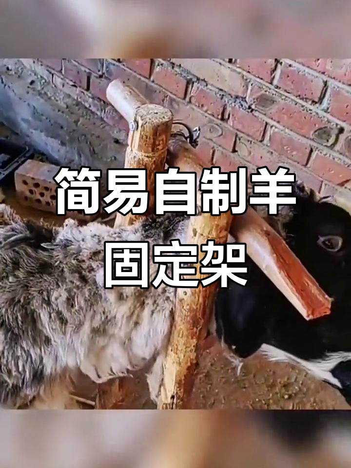 自制羊固定架,简单又实用,木棍加布条轻松搞定
