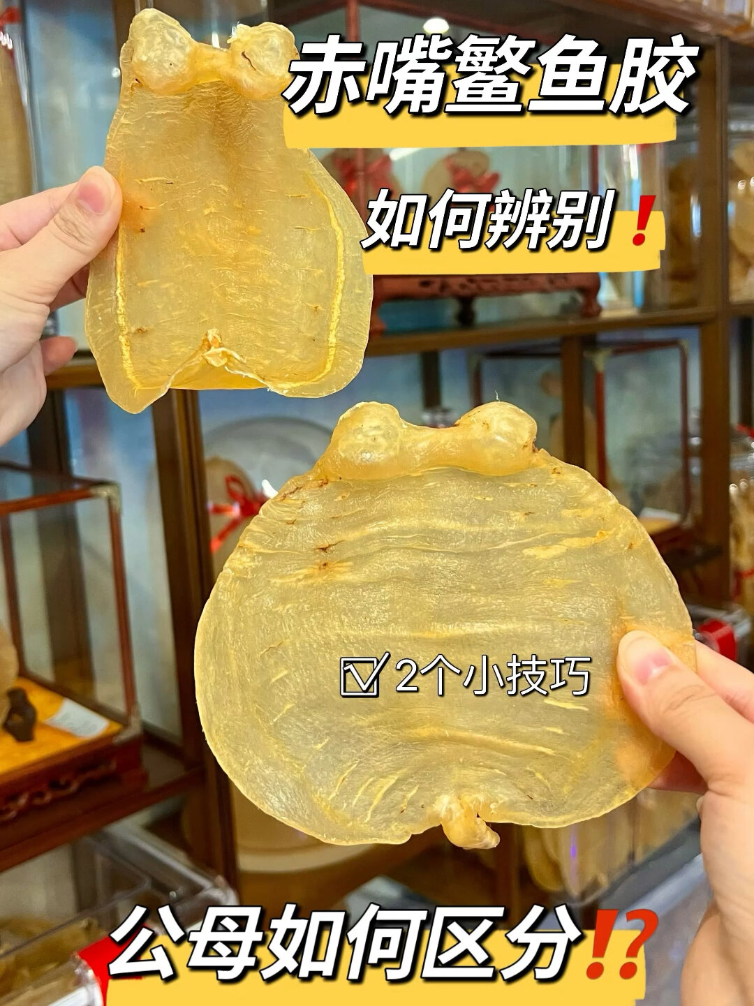 2个小技巧教你分辨赤嘴鳘鱼胶及公母区分