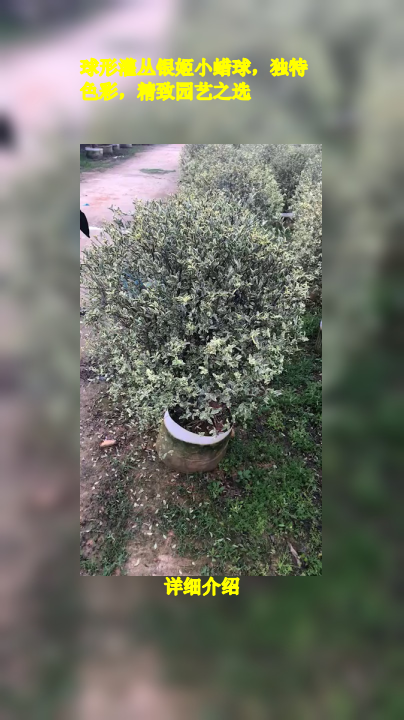 球形灌丛银姬小蜡球,独特色彩,精致园艺之选