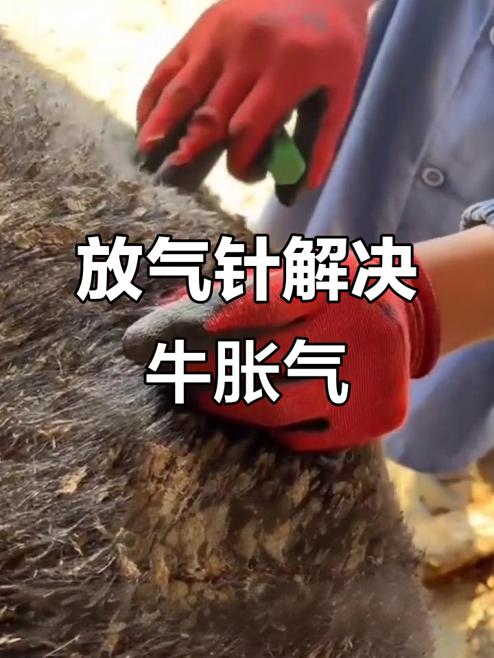 牛瘤胃胀气放气针操作全解析,快速缓解症状